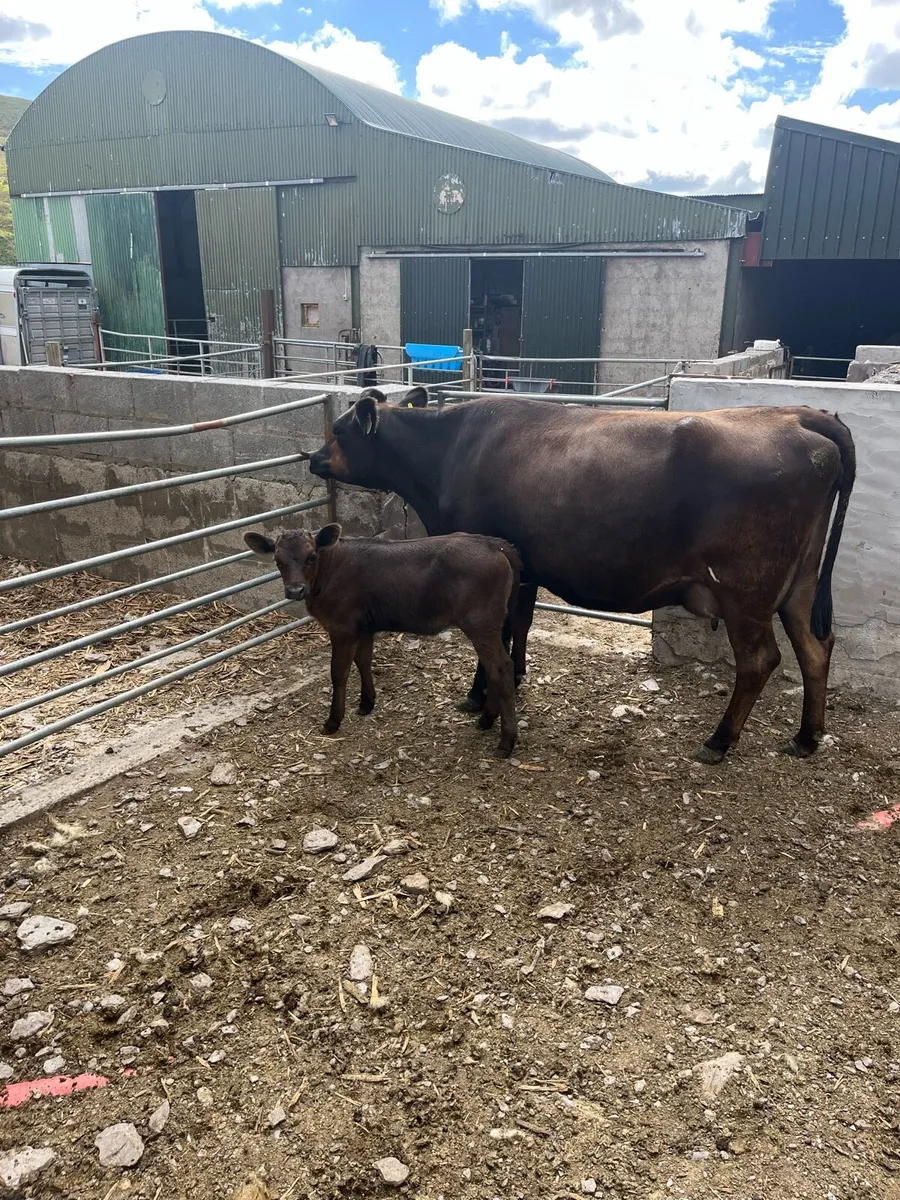 First calved angus heifer - Image 2