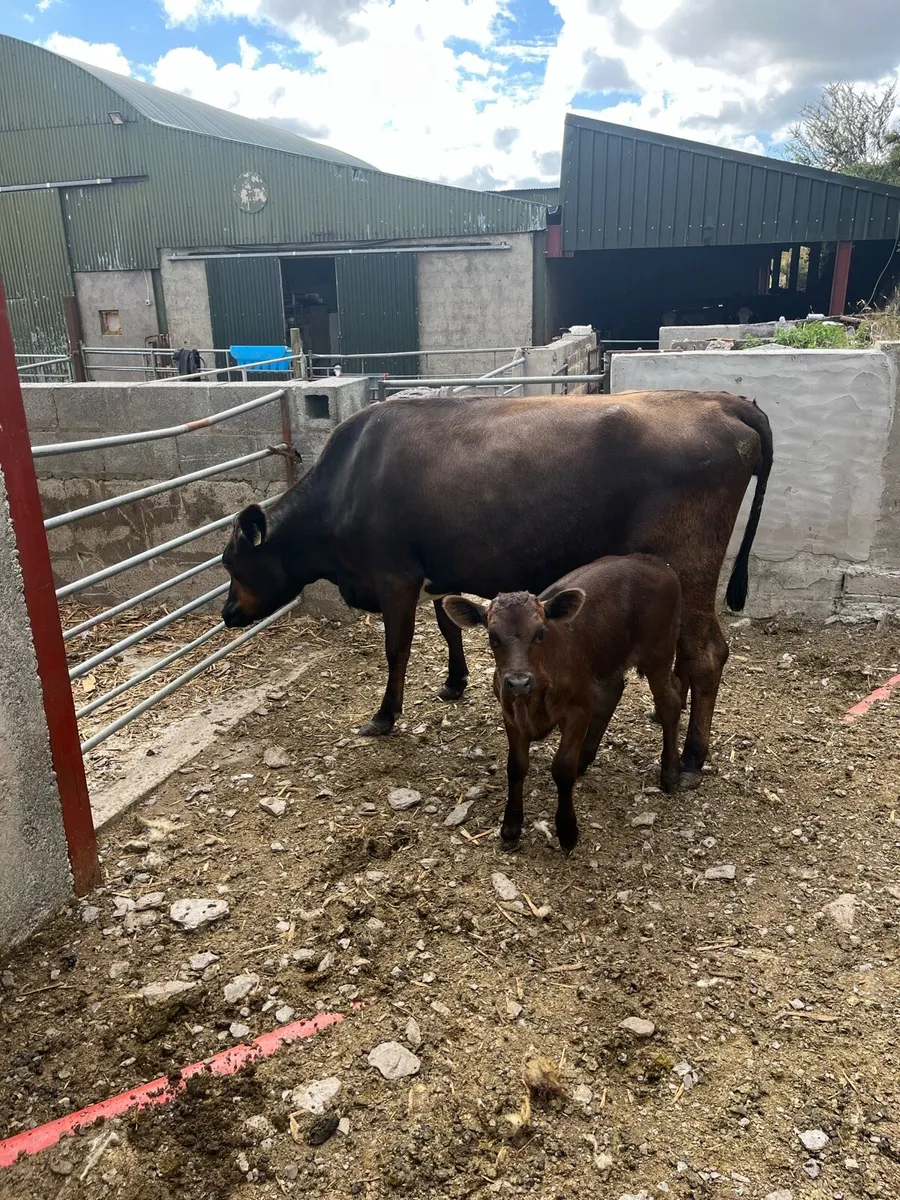 First calved angus heifer - Image 3