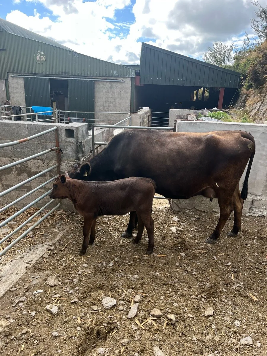First calved angus heifer - Image 4