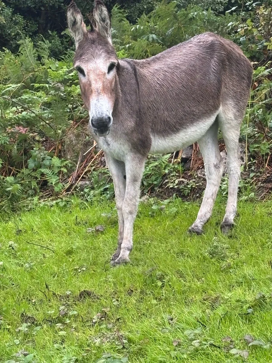6 yr old mare - Image 1