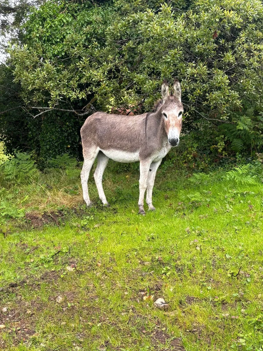 6 yr old mare - Image 2