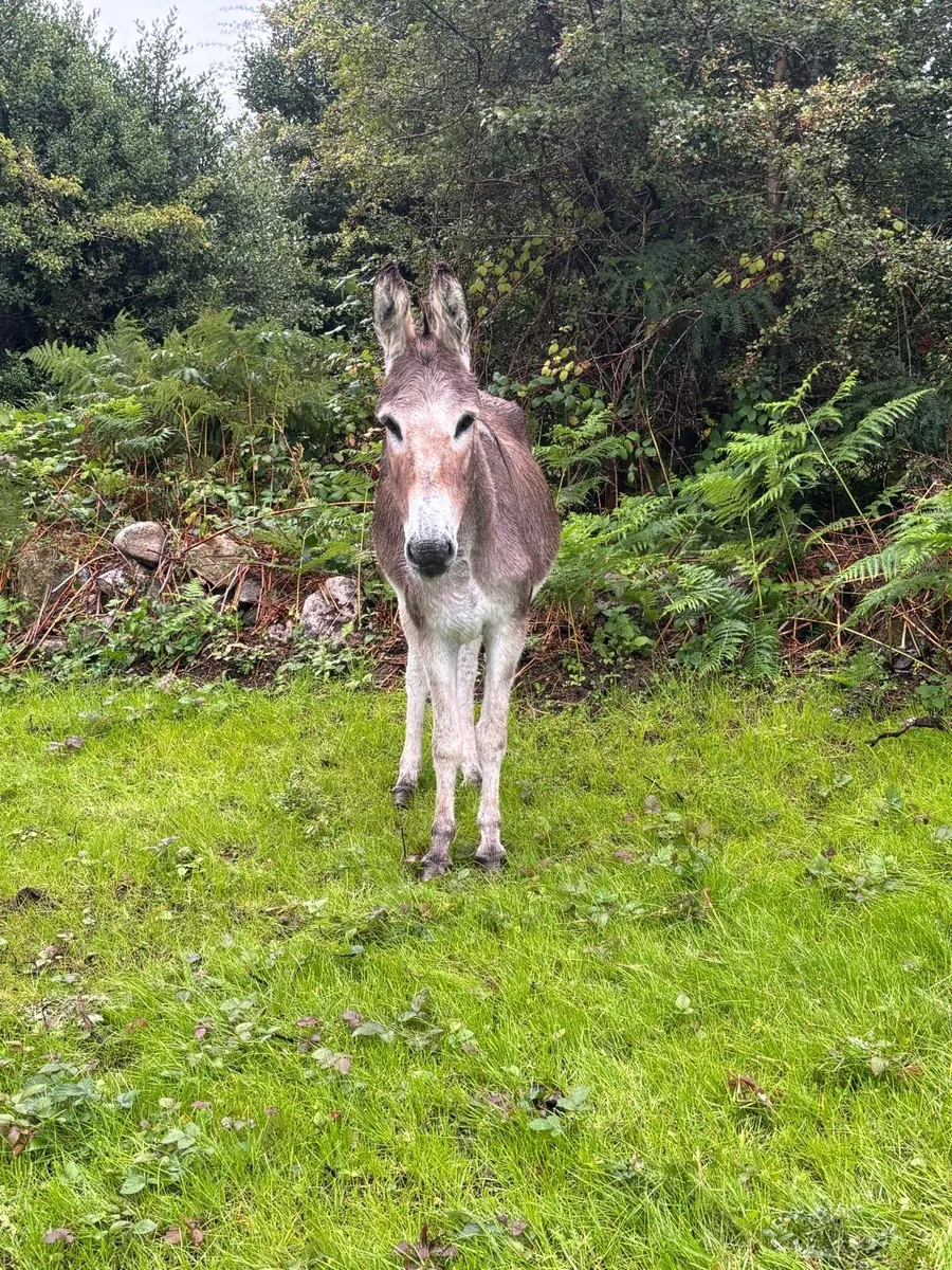 6 yr old mare - Image 3