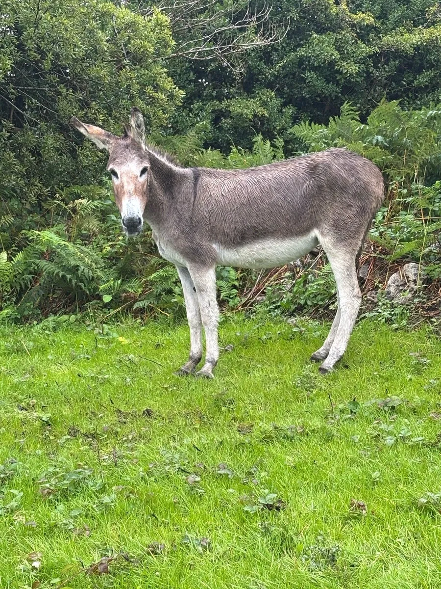 6 yr old mare - Image 4