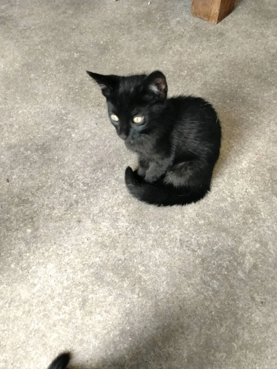 Kittens looking for a forever home - Image 2