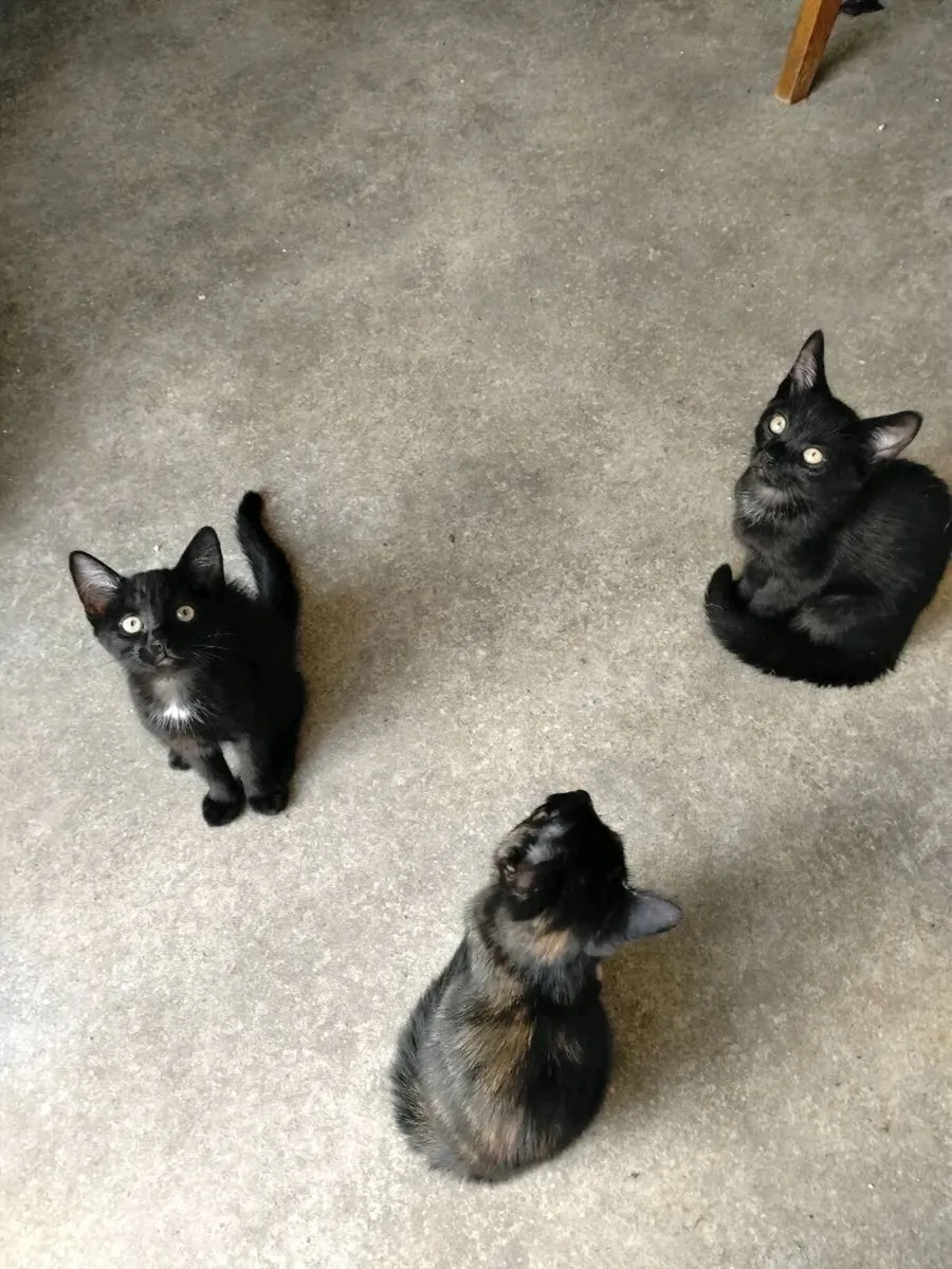 Kittens looking for a forever home - Image 1