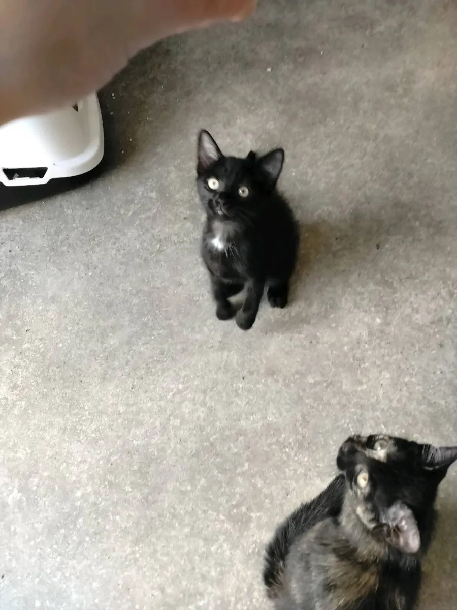 Kittens looking for a forever home - Image 3