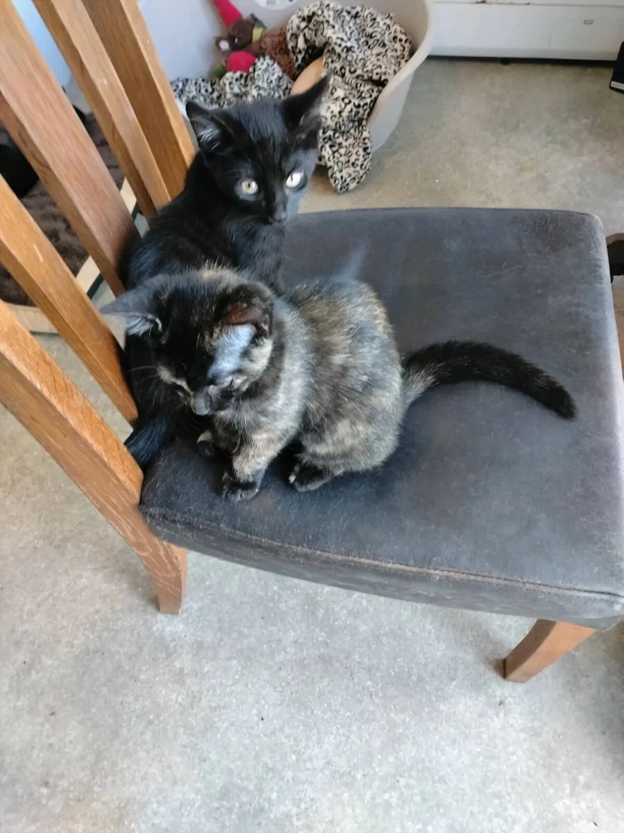 Kittens looking for a forever home - Image 4