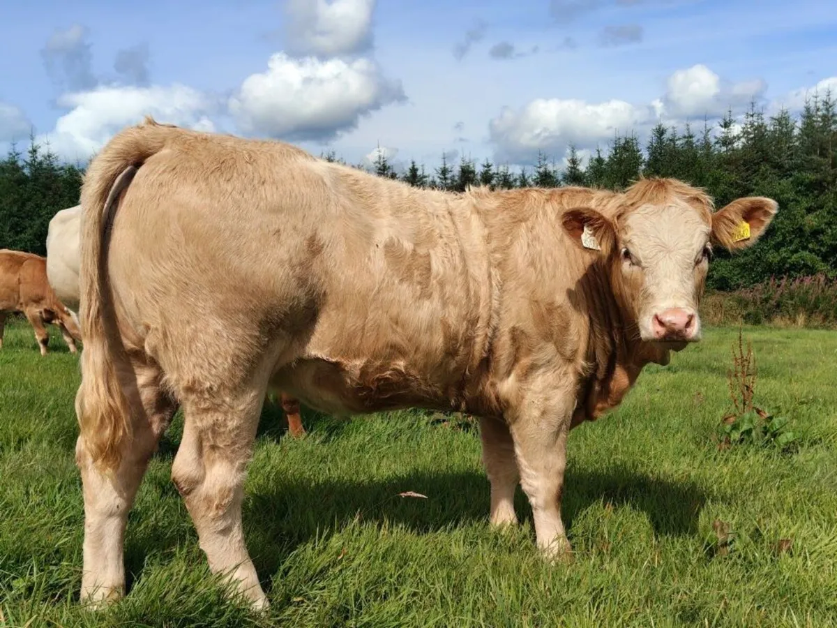 Ennis Mart - 25th August - Image 2