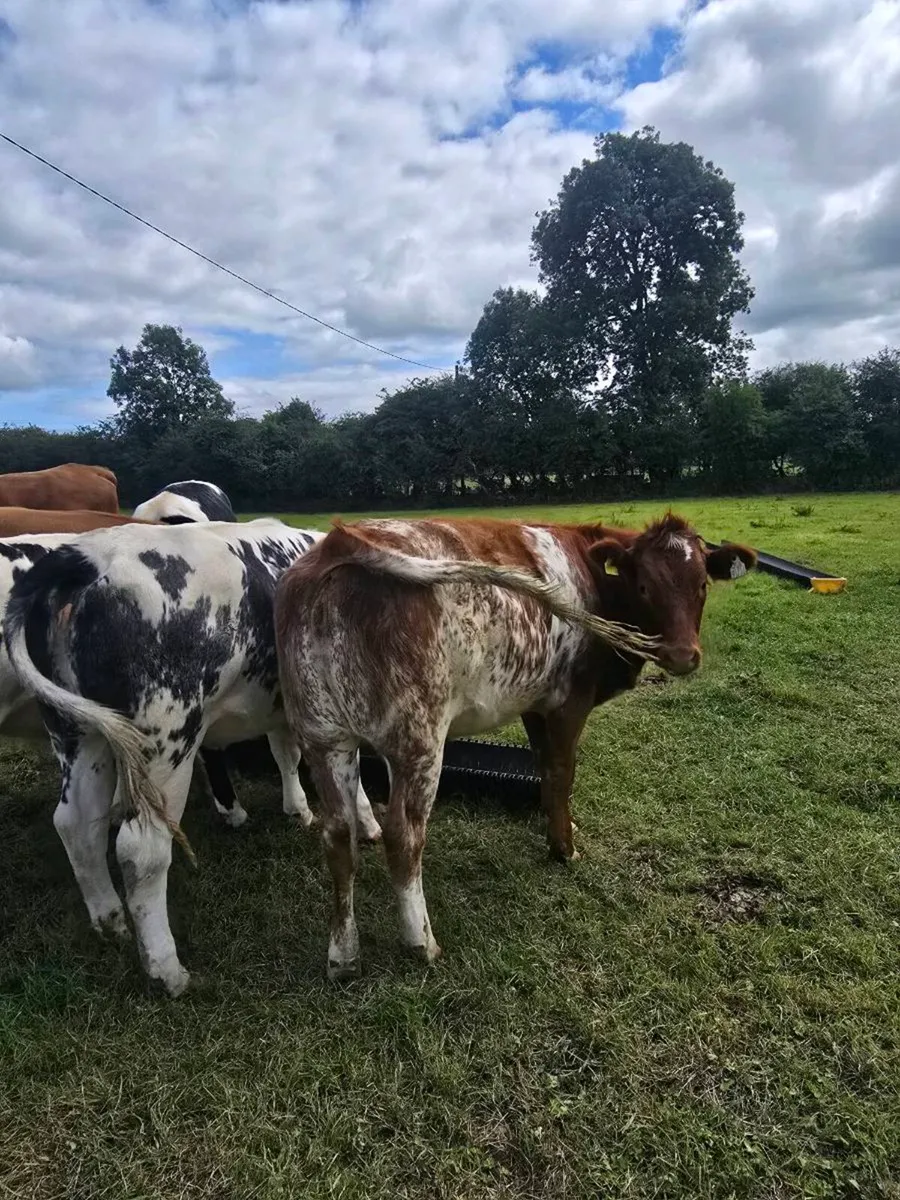 8 breeding heifers - Image 2