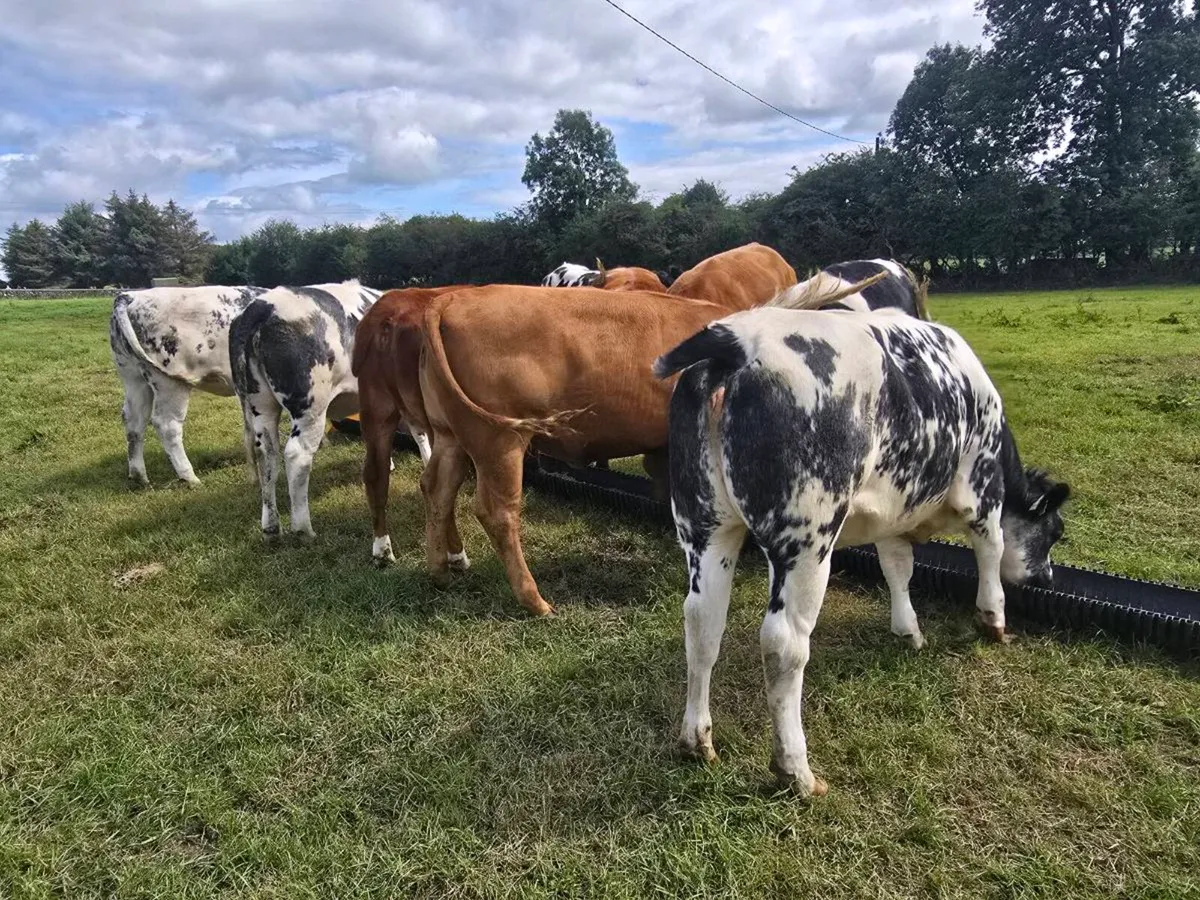 8 breeding heifers - Image 3