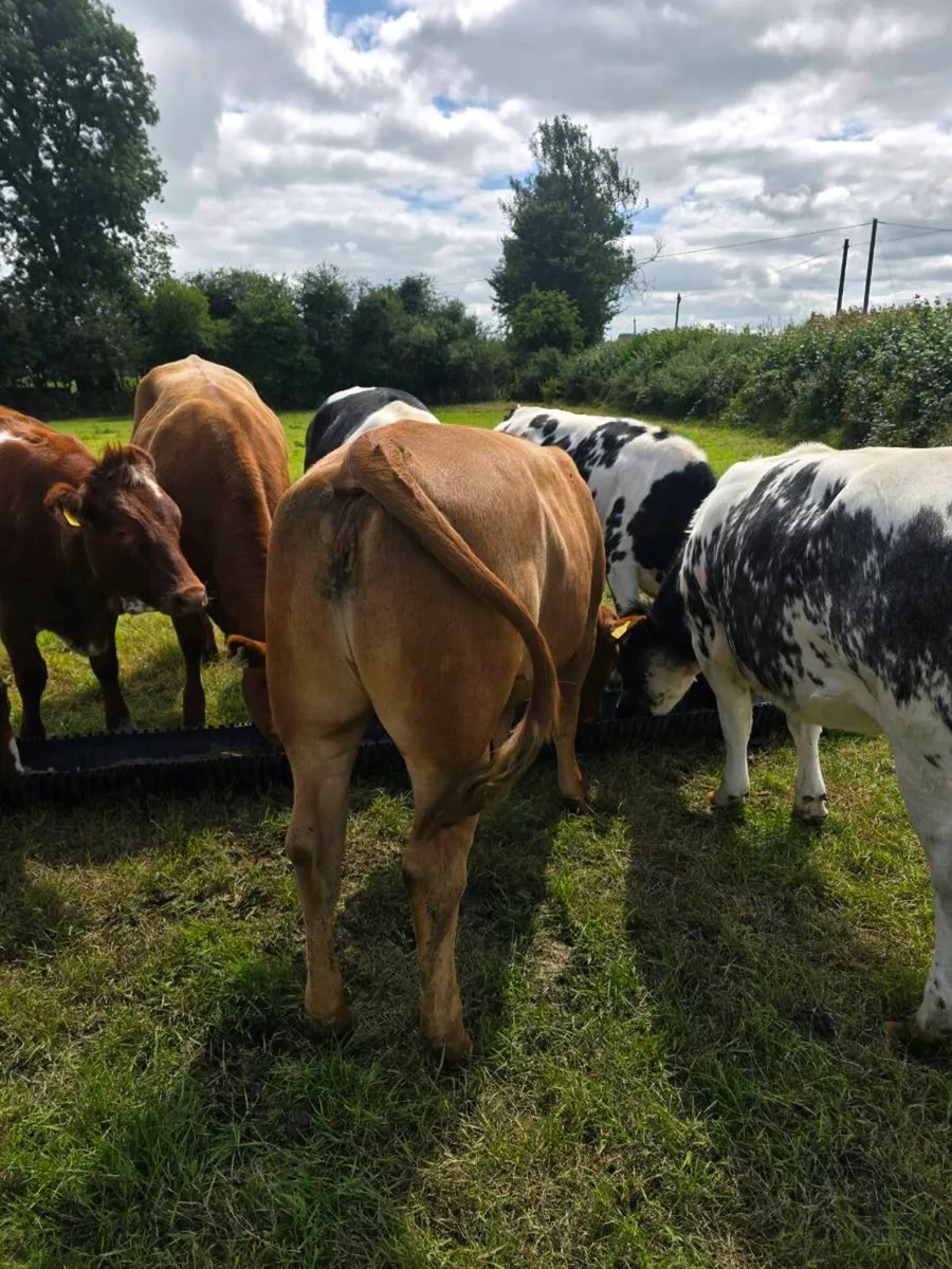 8 breeding heifers - Image 4