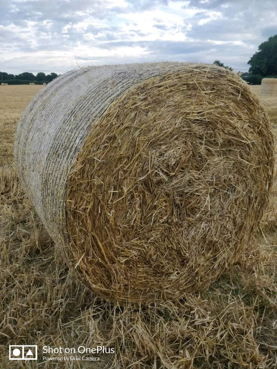 Straw for sale. - Image 2