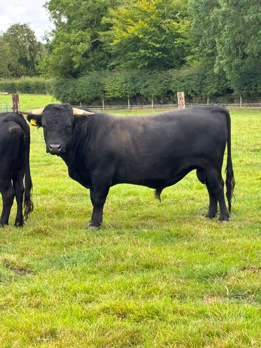 Dexter cows - Image 3