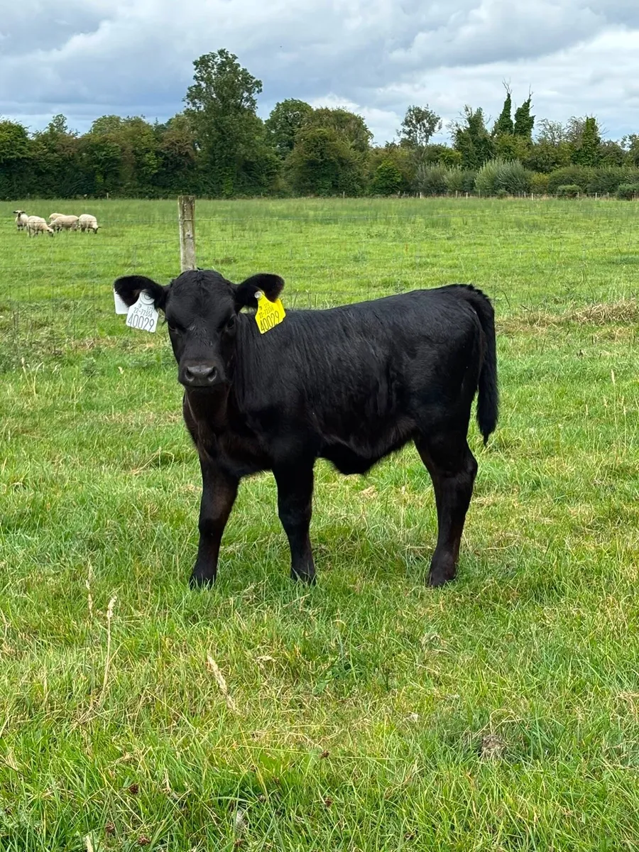 Dexter cows - Image 2