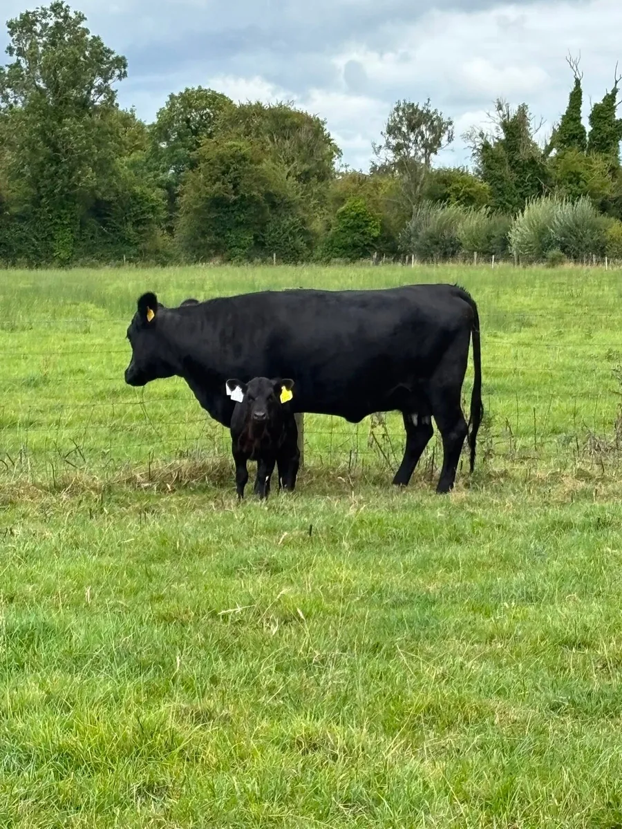 Dexter cows - Image 1