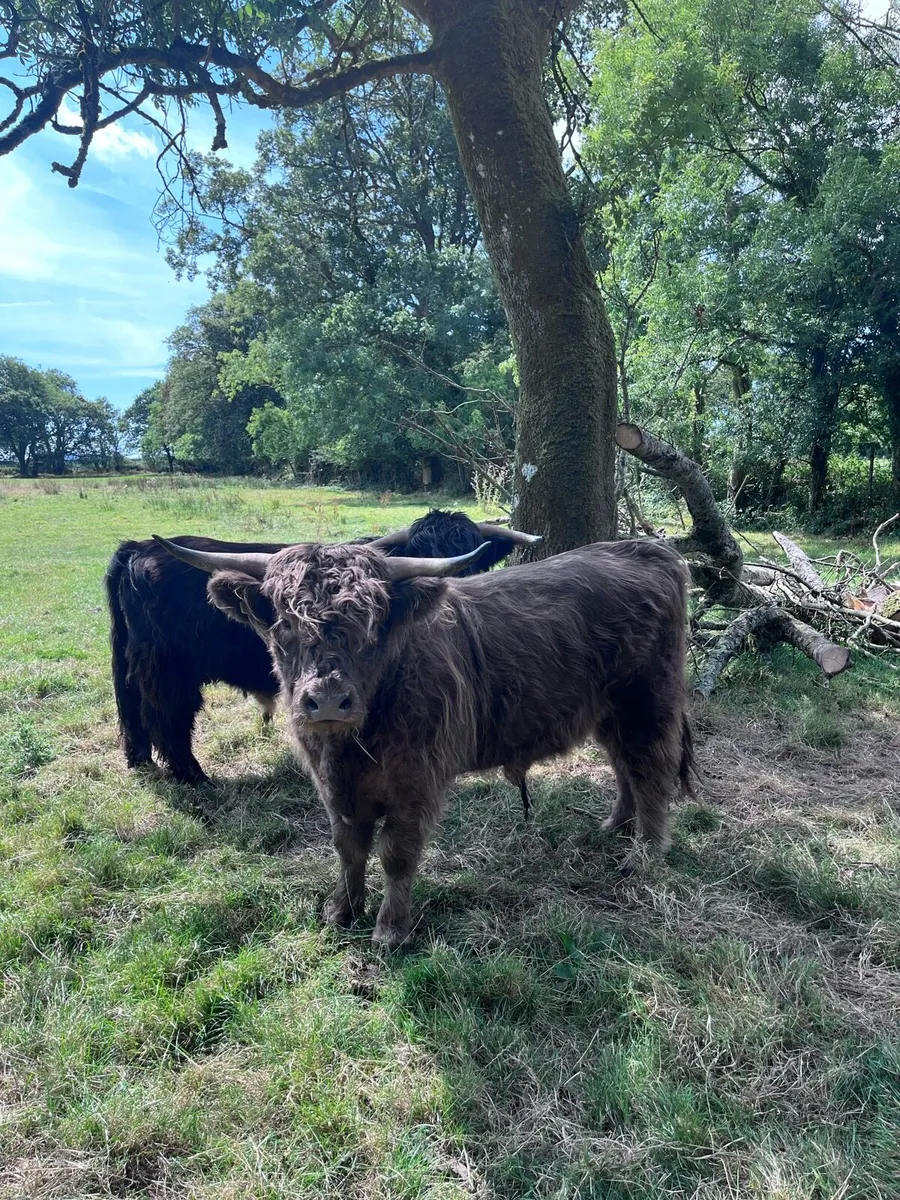 Pedigree highland bull - Image 2