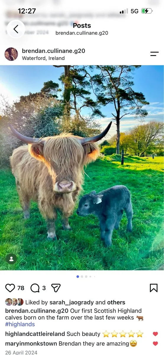 Pedigree highland bull - Image 3