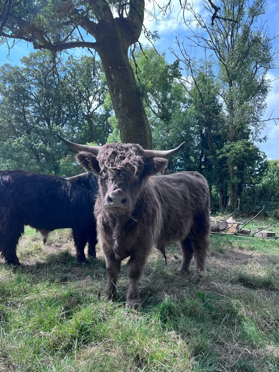 Pedigree highland bull - Image 1