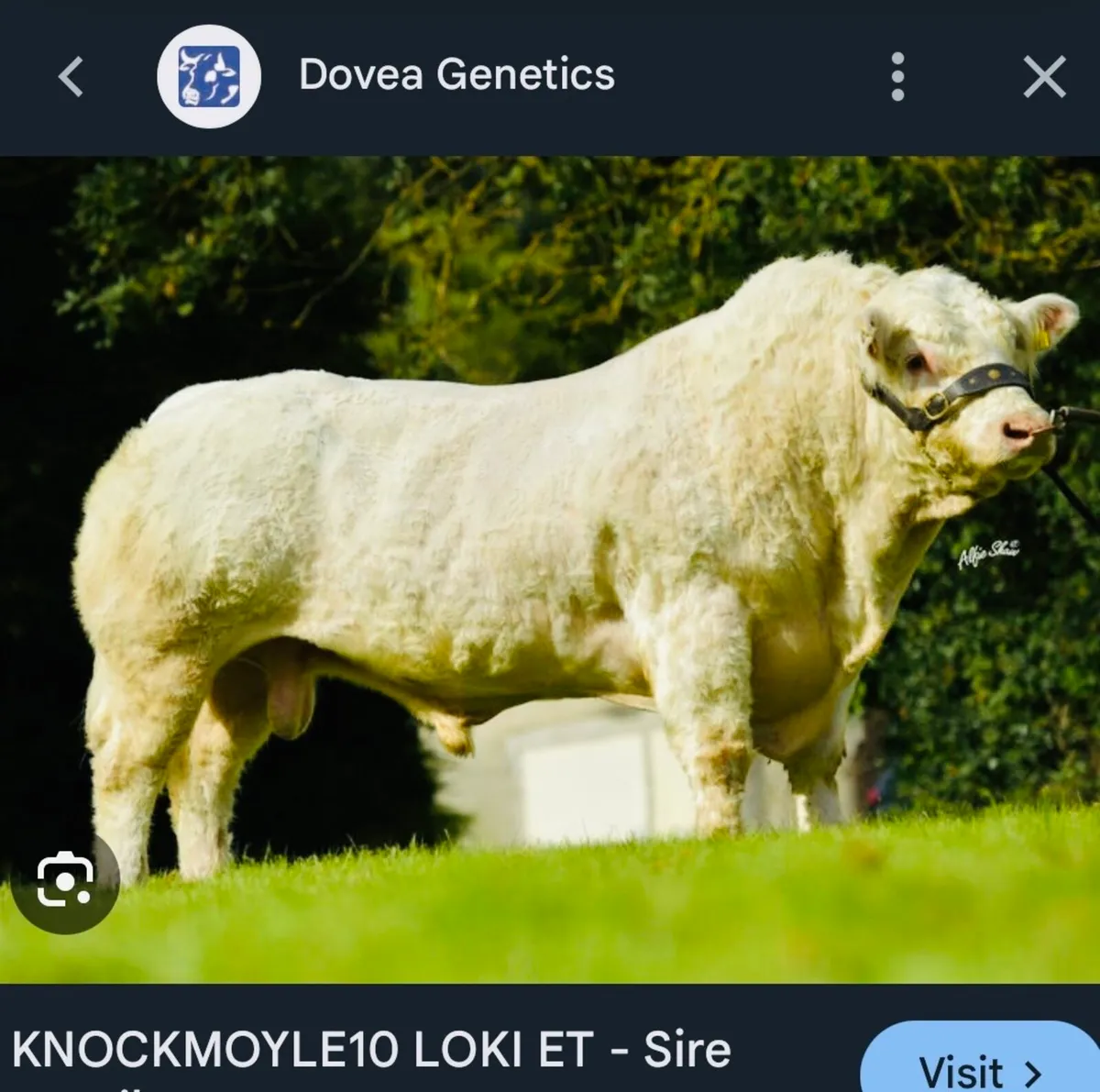 Pedigree Charolais Bull (5star & E Calving ) - Image 3