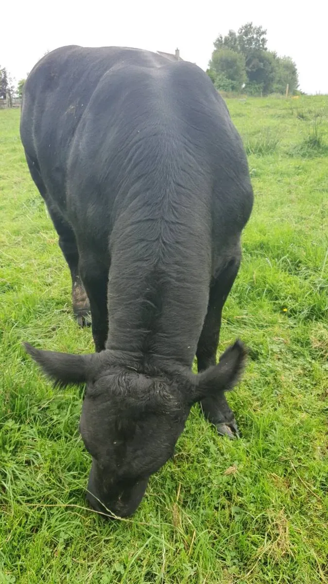 Pedigree Angus Bulls - Image 1