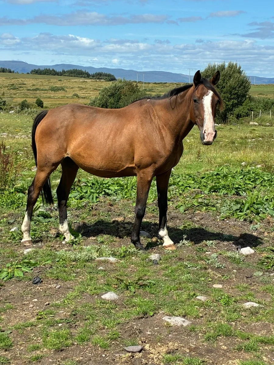 In foal mares - Image 2