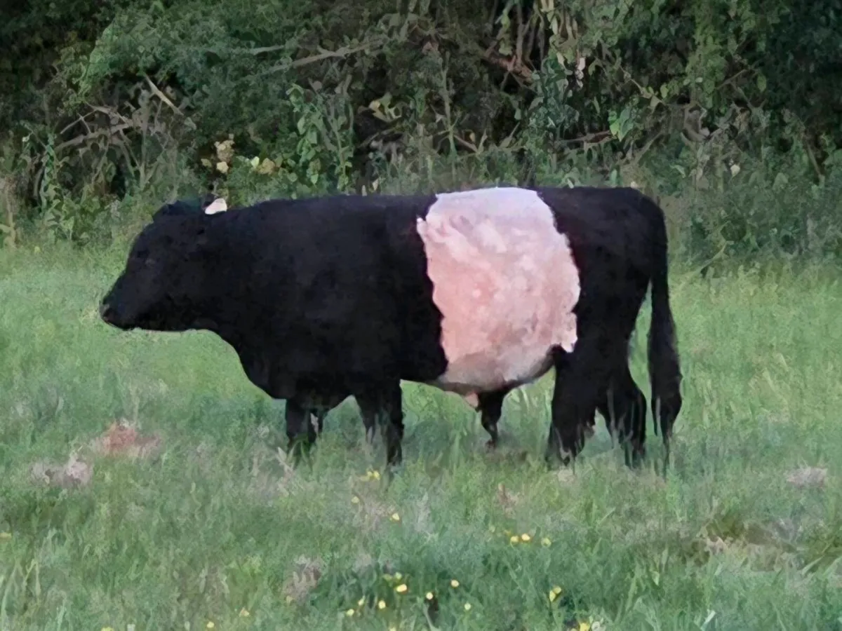 Belted Galloway Bull for sale - Image 3