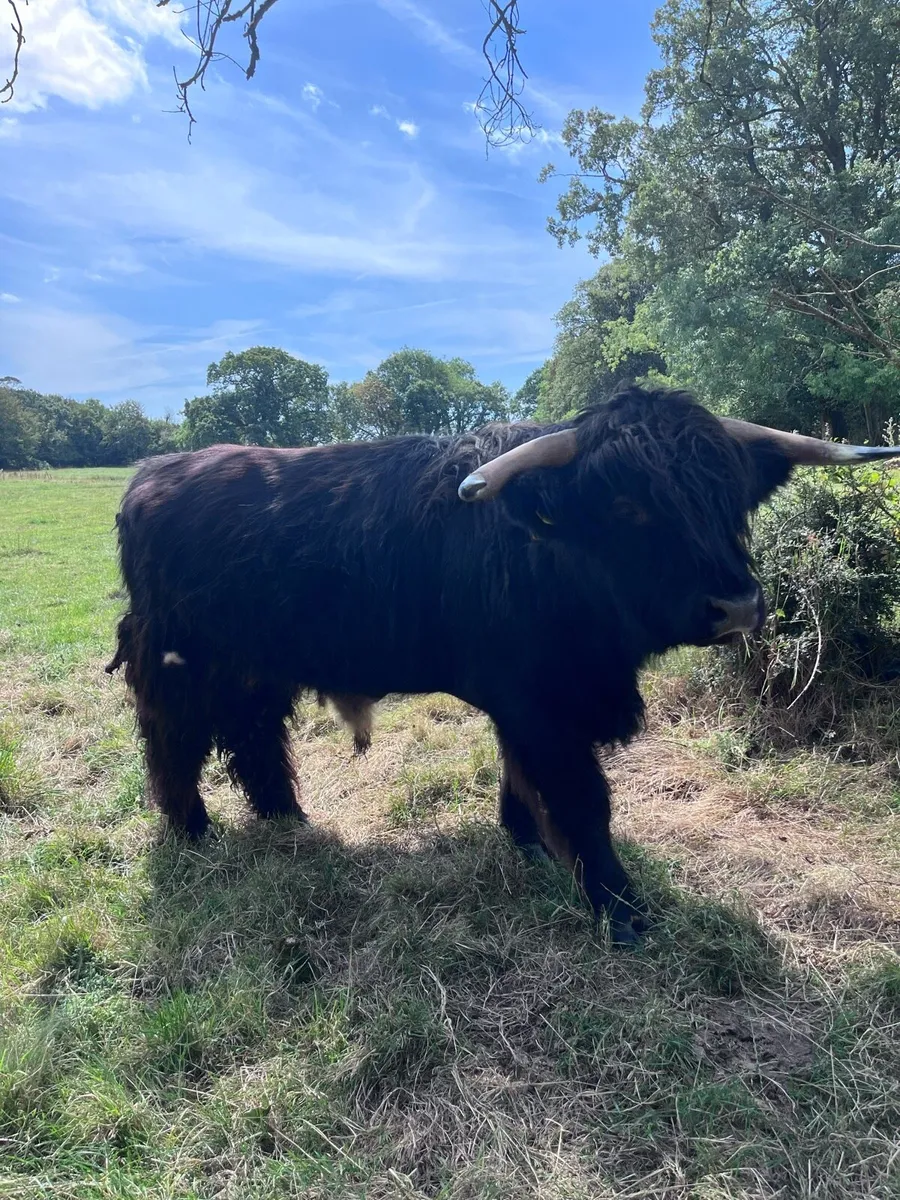 Pedigree Higland bull for sale - Image 2