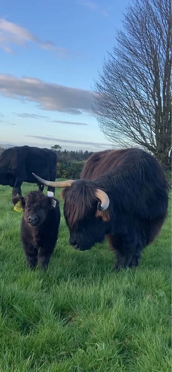 Pedigree Higland bull for sale - Image 3