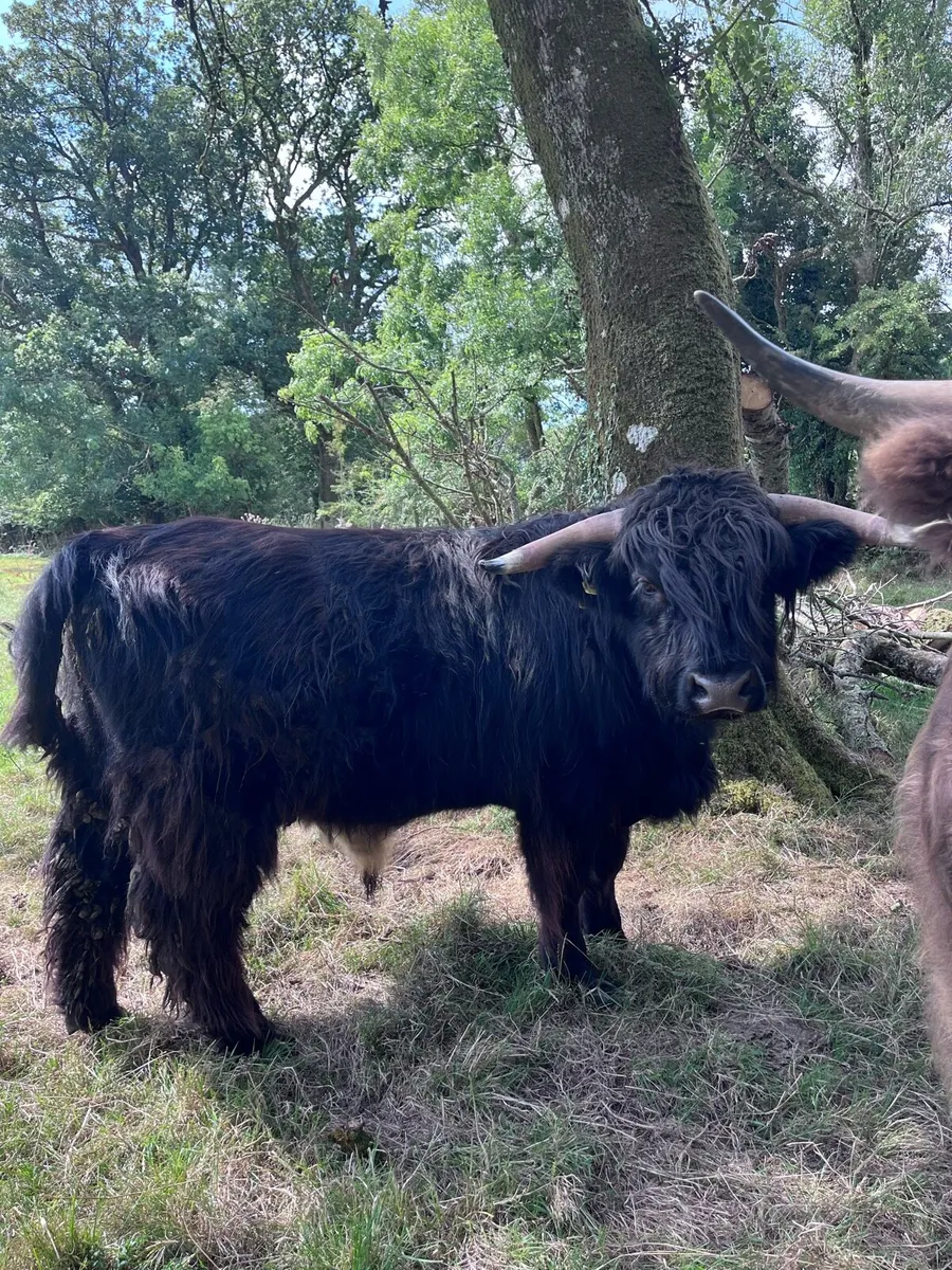 Pedigree Higland bull for sale - Image 1