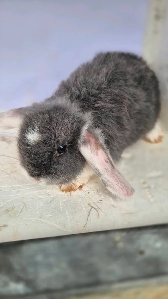 rabbits - Image 1