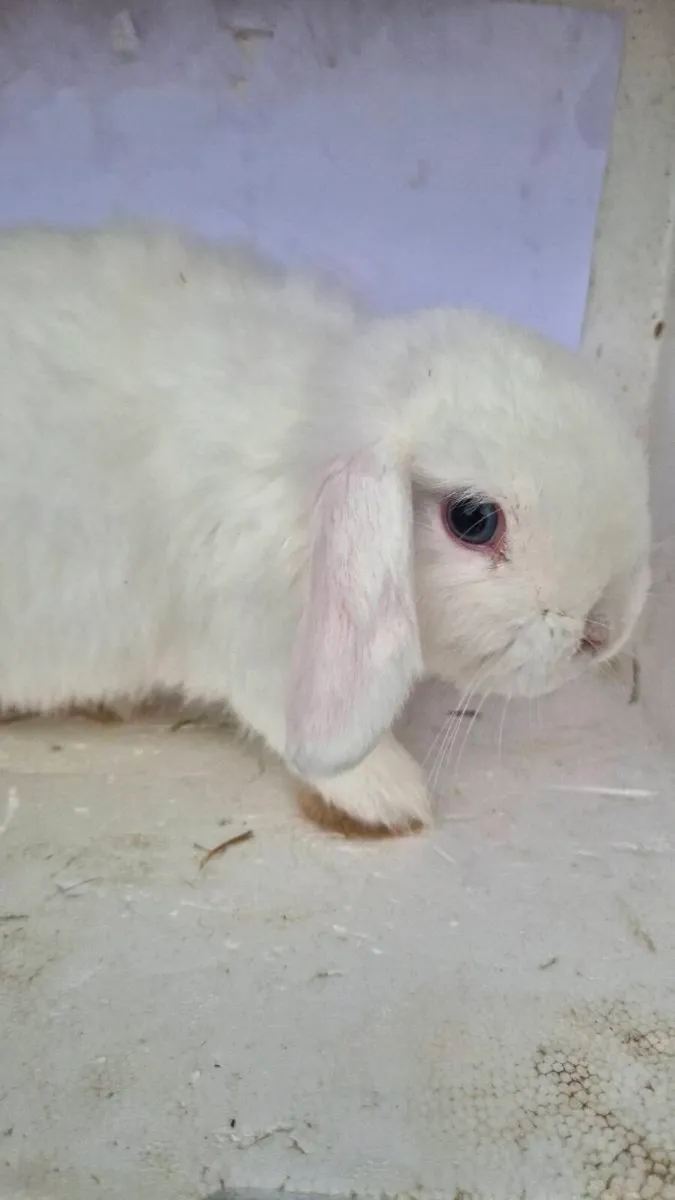 rabbits - Image 2