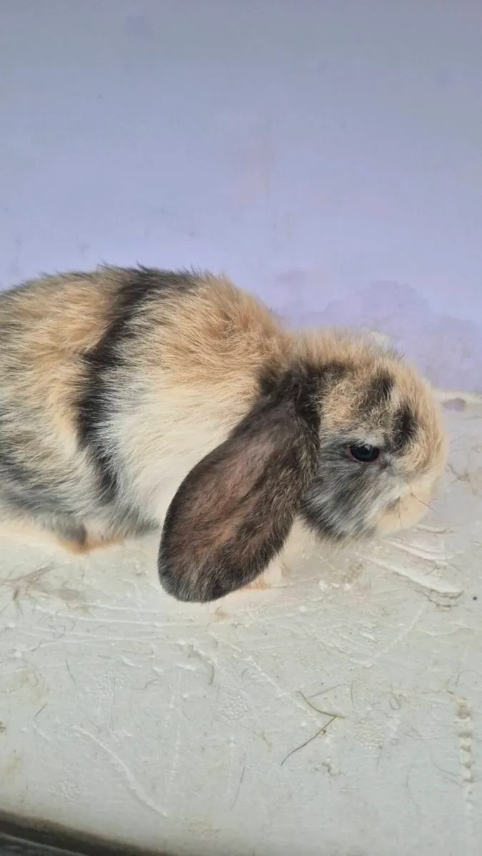 rabbits - Image 3