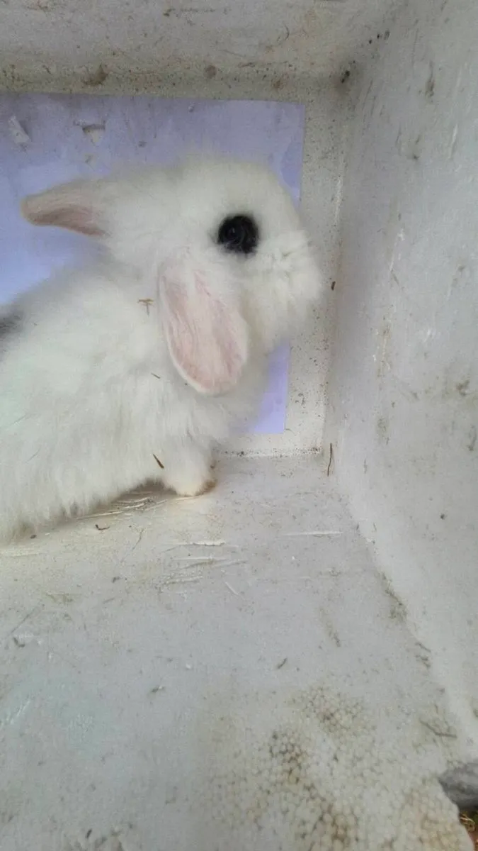 rabbits - Image 4