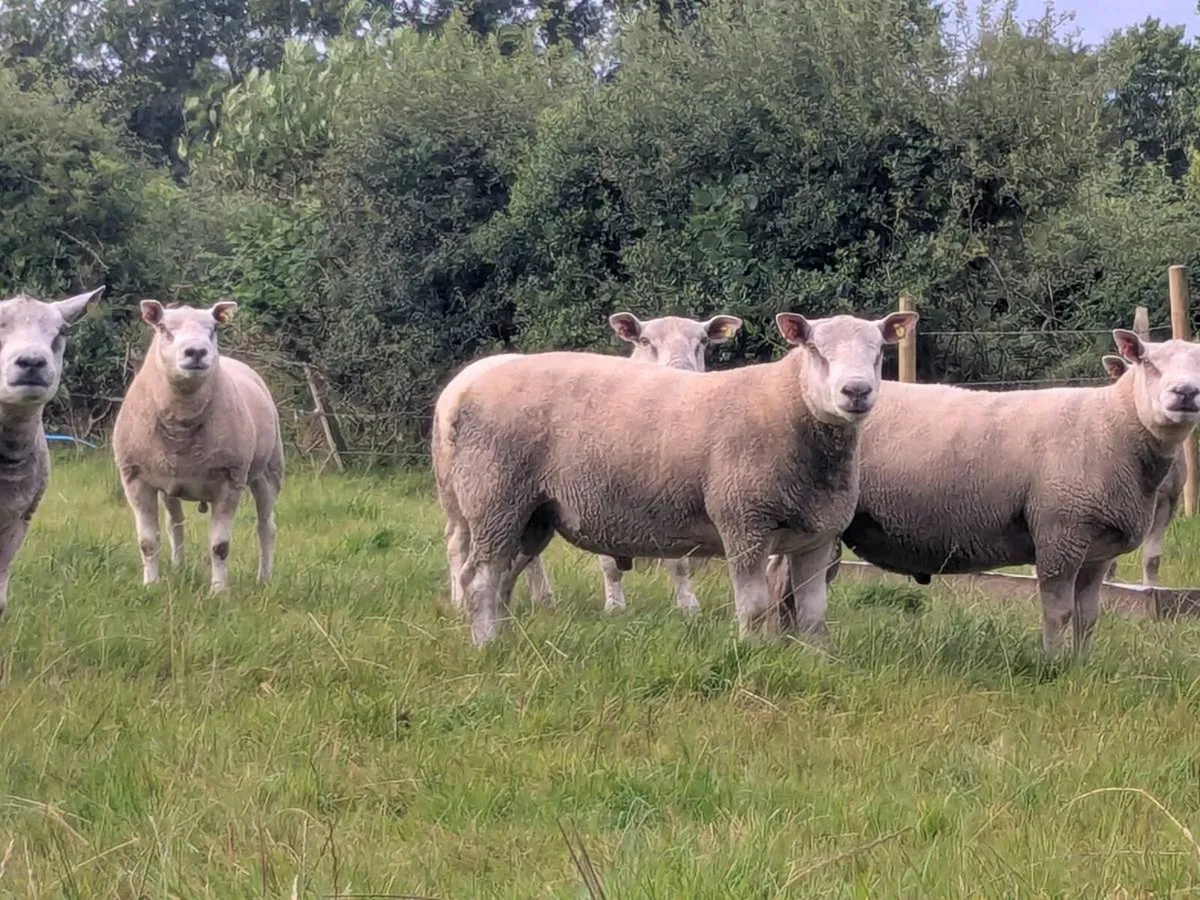 Strong shearling rams chartex texel charollais - Image 3