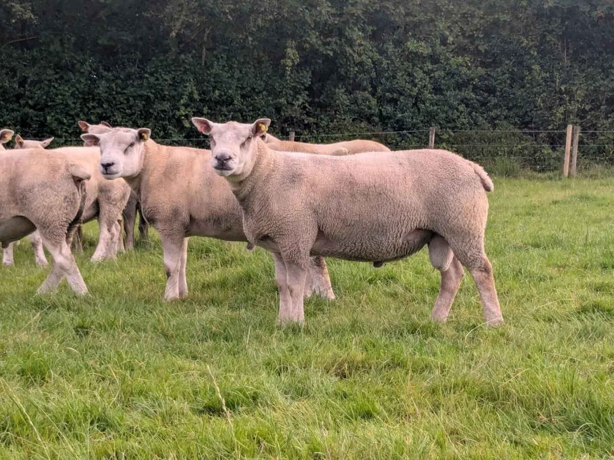 Strong shearling rams chartex texel charollais - Image 4