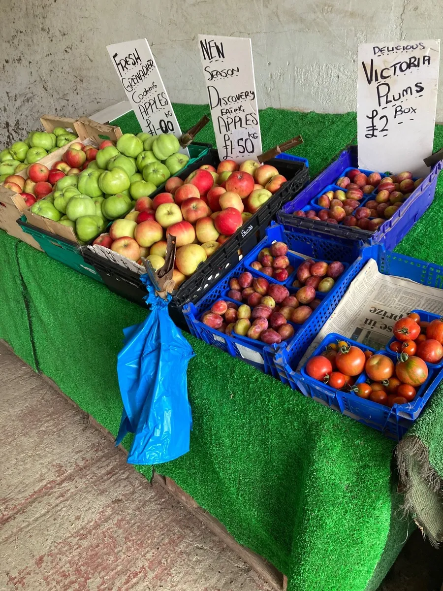 New Season Cooking &Eating Apples ,Damsons - Image 1