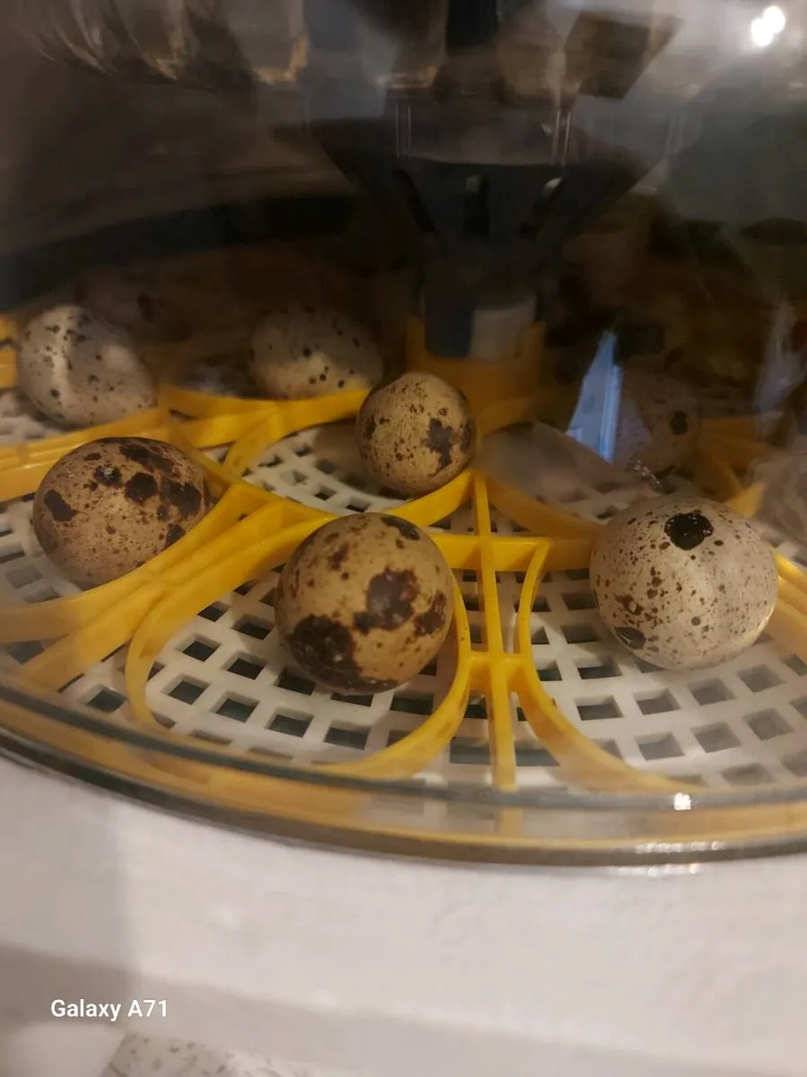 Quail chicks - Image 1