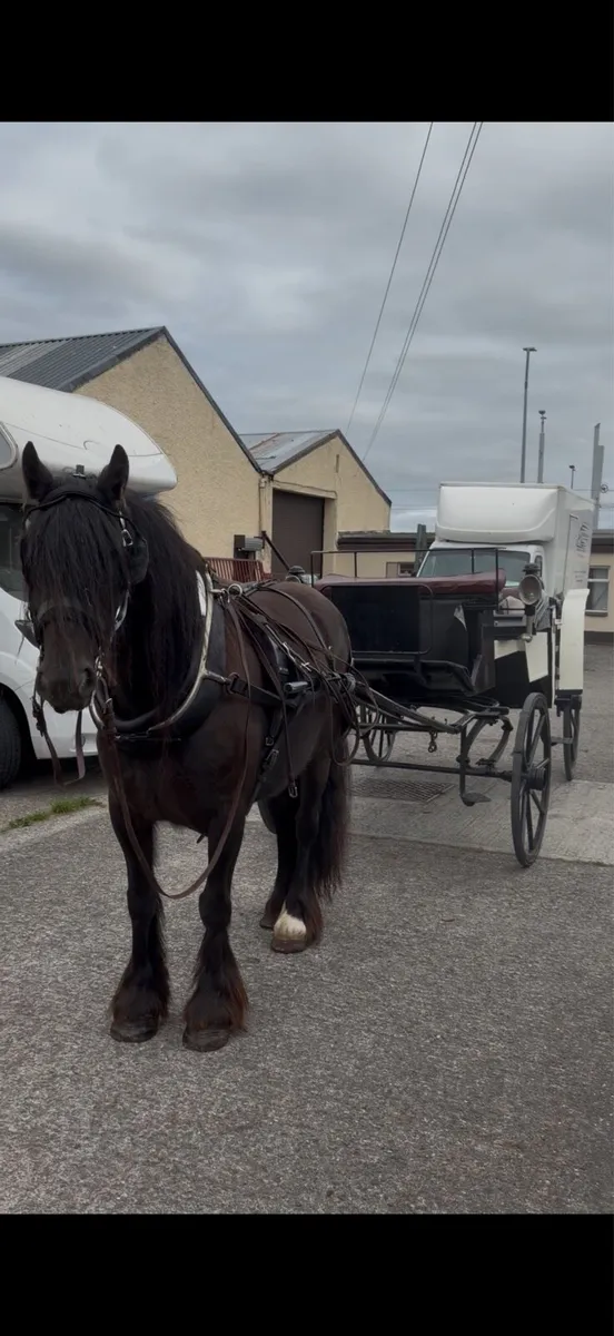 Driving mare - Image 2