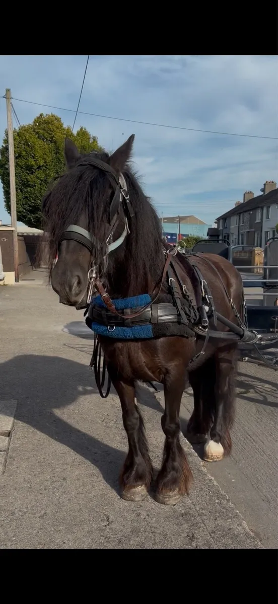 Driving mare - Image 4