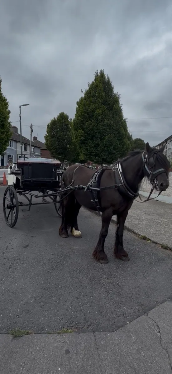 Driving mare - Image 3