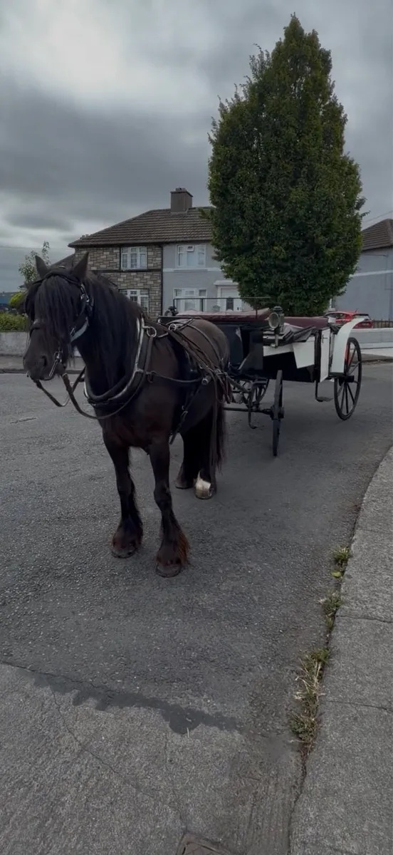 Driving mare - Image 1