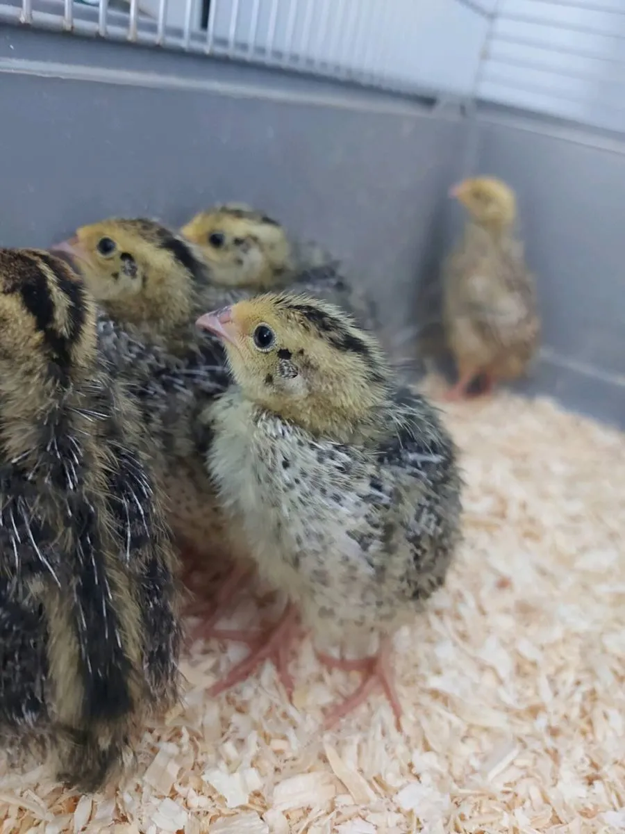 Quail chicks - Image 2