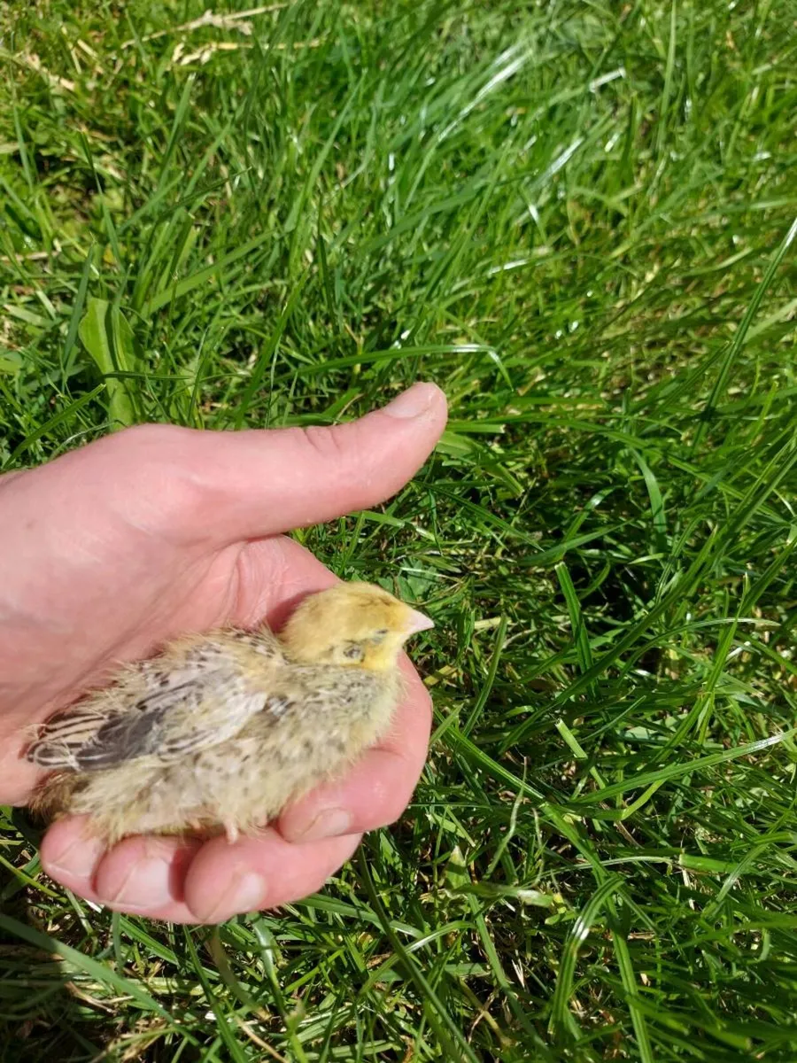 Quail chicks - Image 3