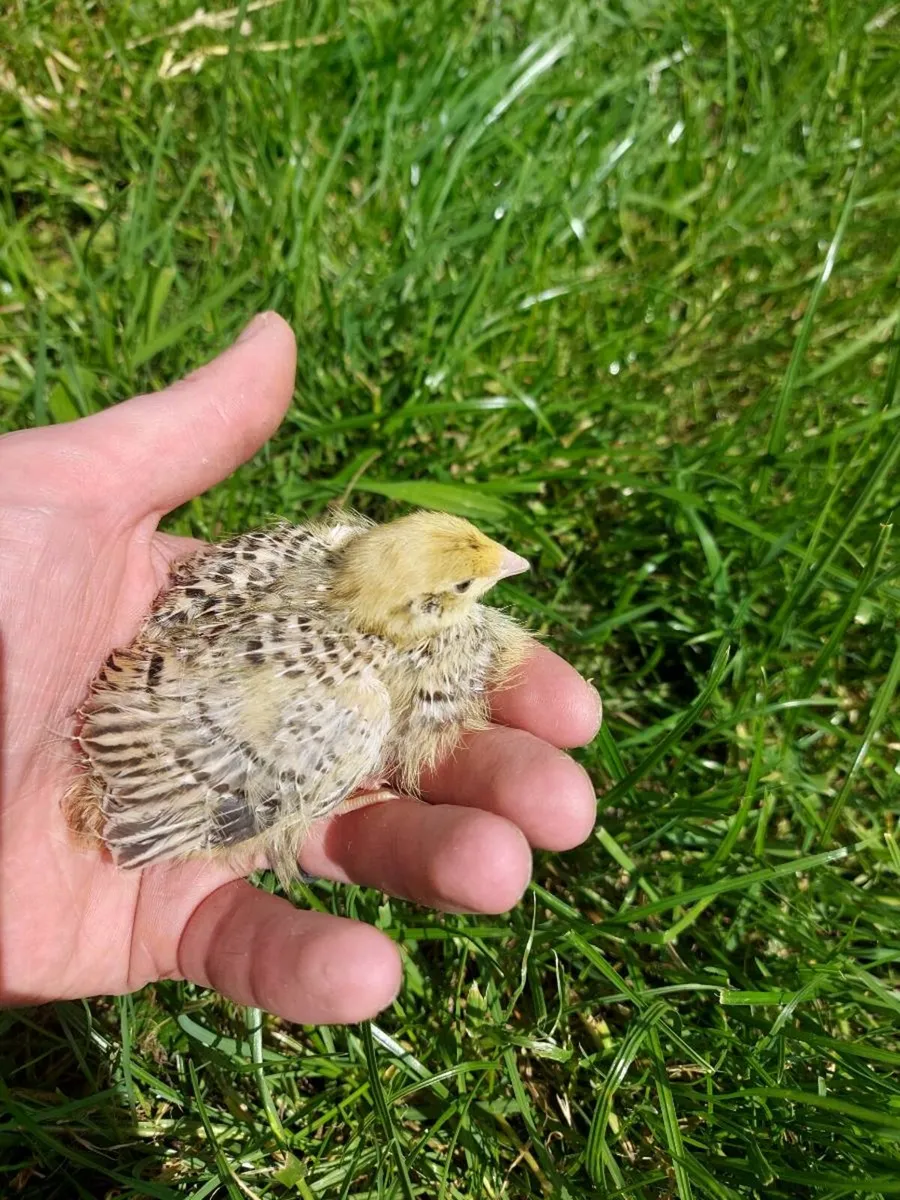 Quail chicks - Image 4