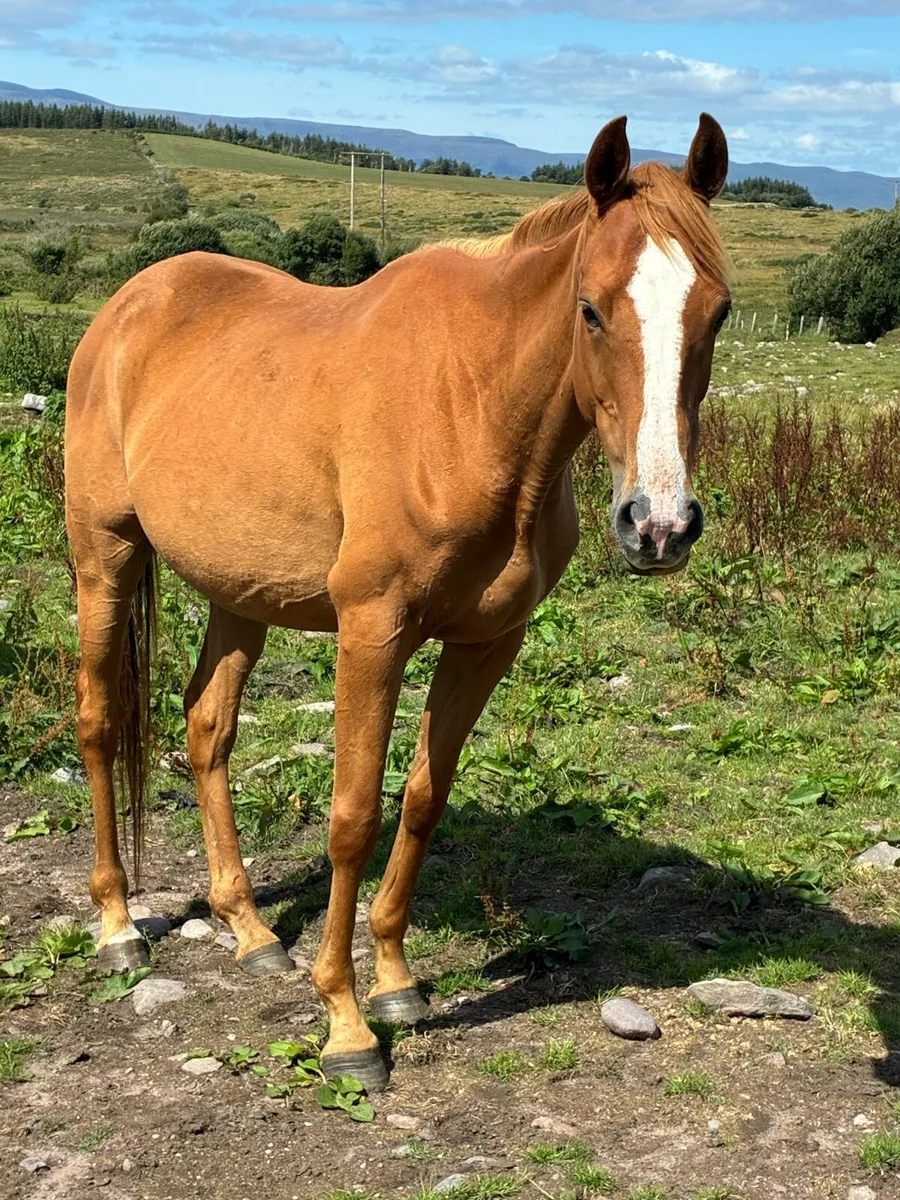 In foal mares - Image 3