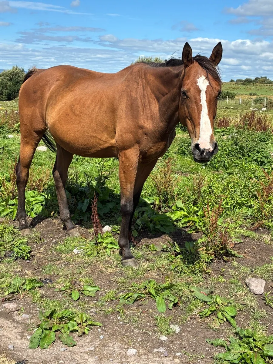 In foal mares - Image 4