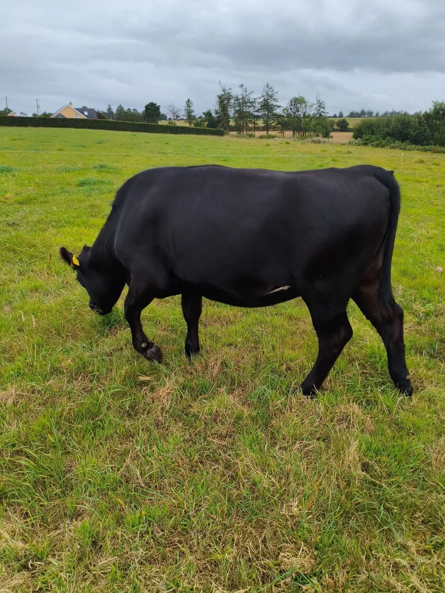 Incalf Angus heifer - Image 1