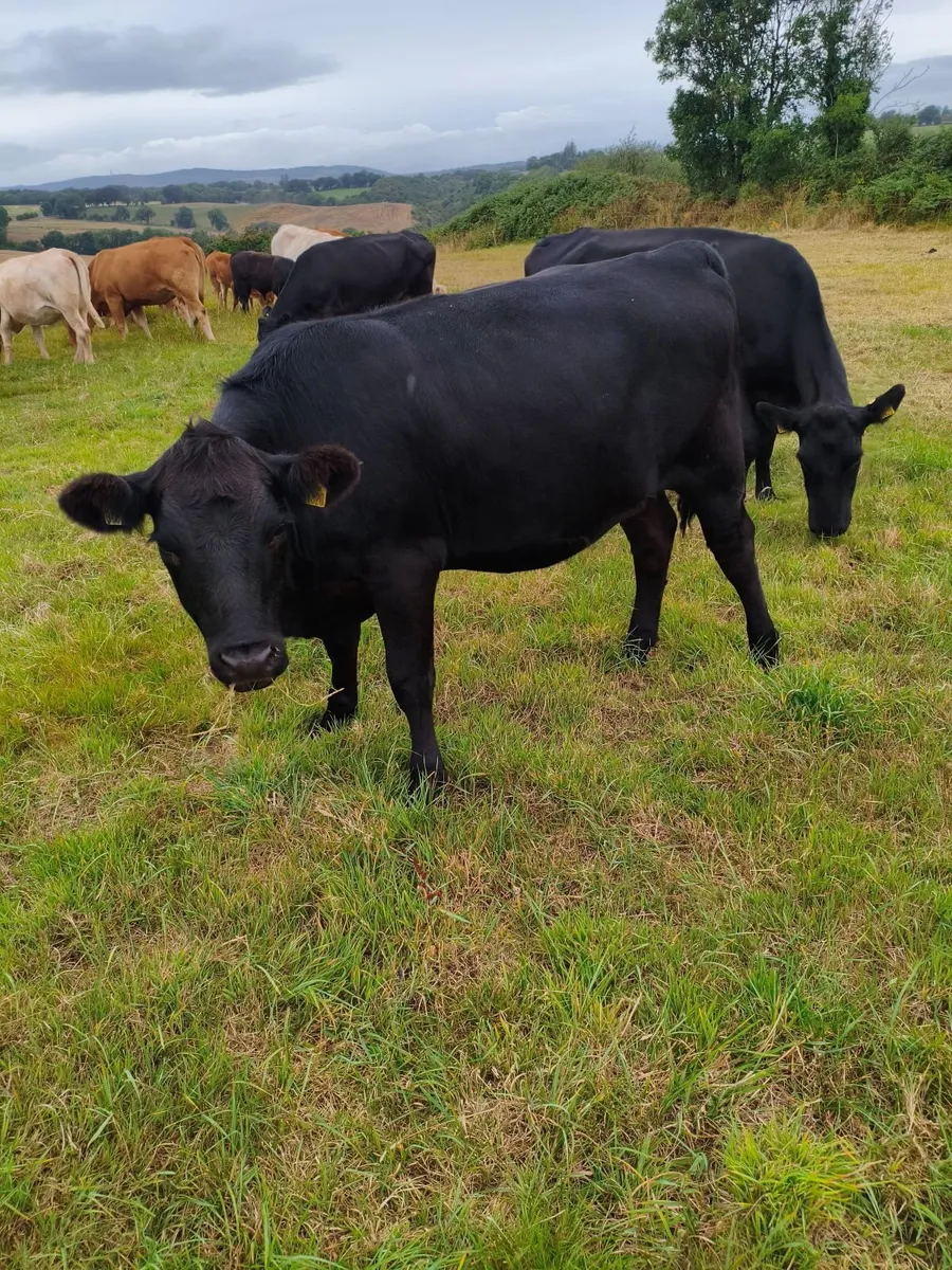 Incalf Angus heifer - Image 4