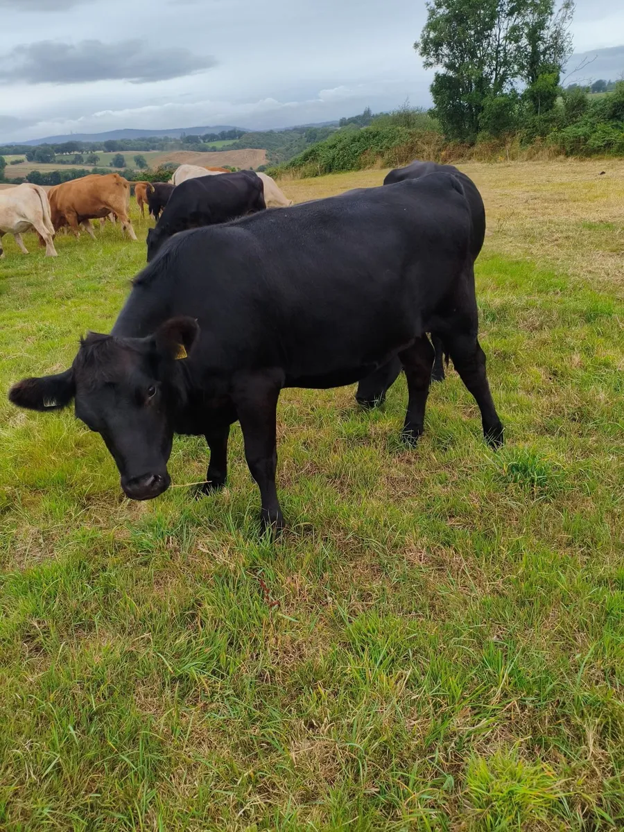 Incalf Angus heifer - Image 2