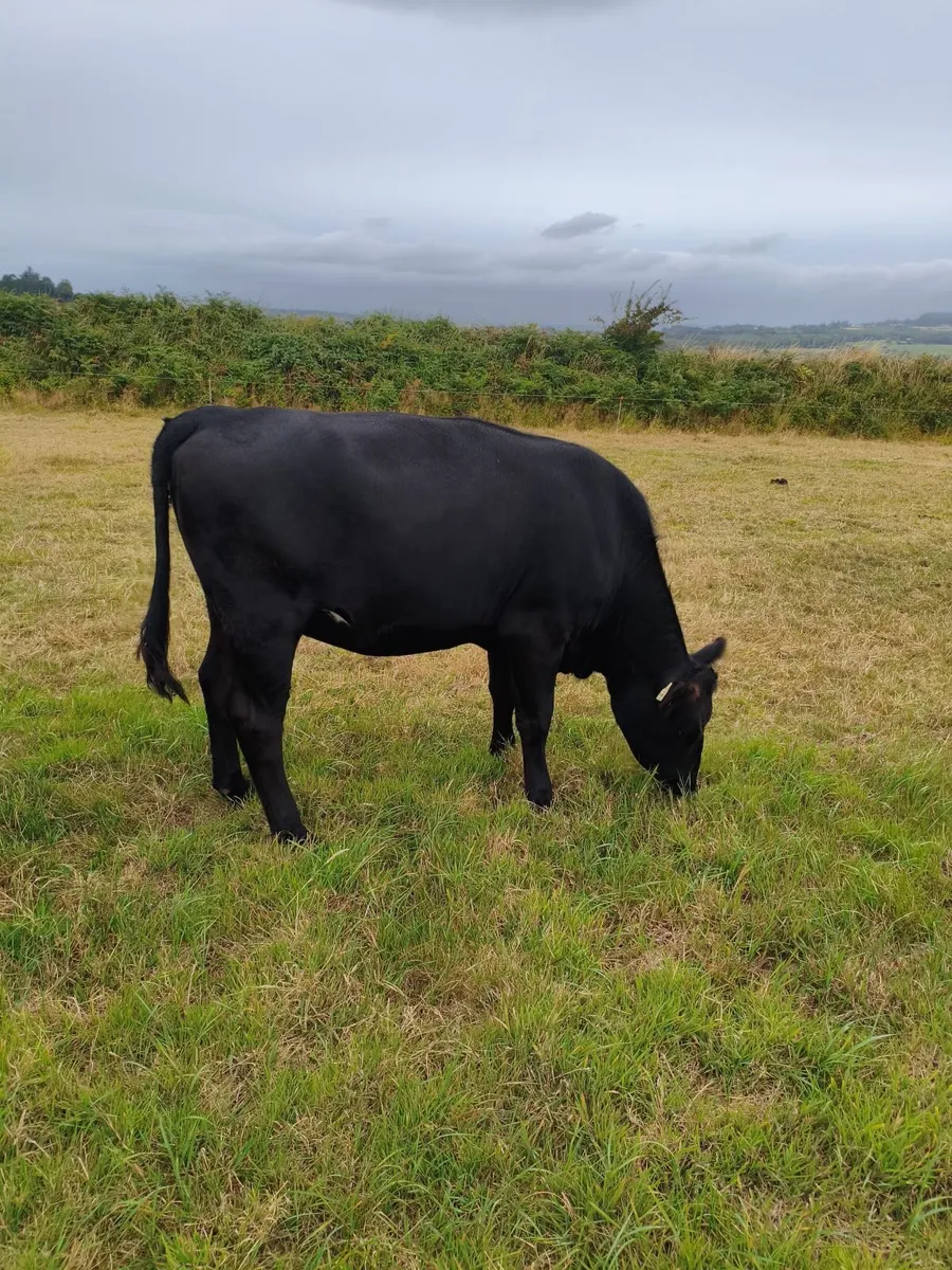 Incalf Angus heifer - Image 3